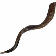 Shofar mediano 90 100 cm acabado semipulido